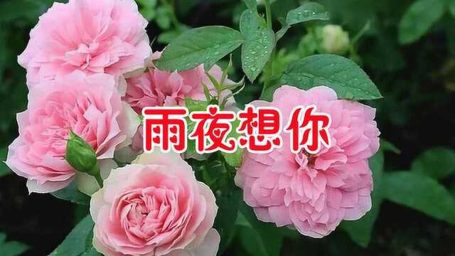 门丽一首伤感情歌《雨夜想你》唱出太多相思的苦楚,听完泪流满面