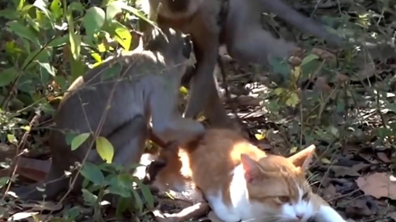 昆明动物园通报猴猫共处猴群与猫一直和睦相处不存在虐待行为