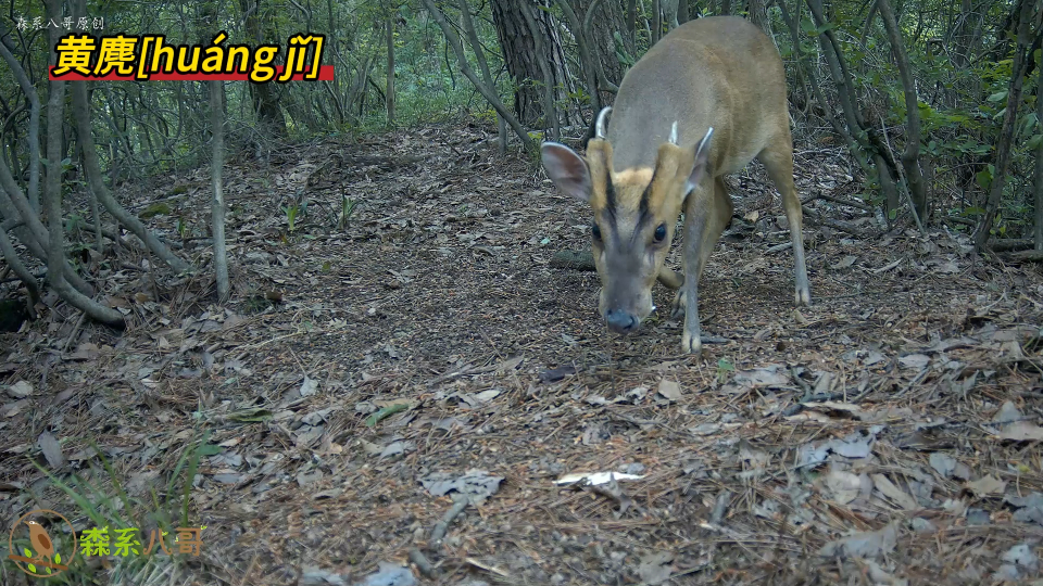 黄麂,你会分公母吗?公黄麂嘴上有獠牙