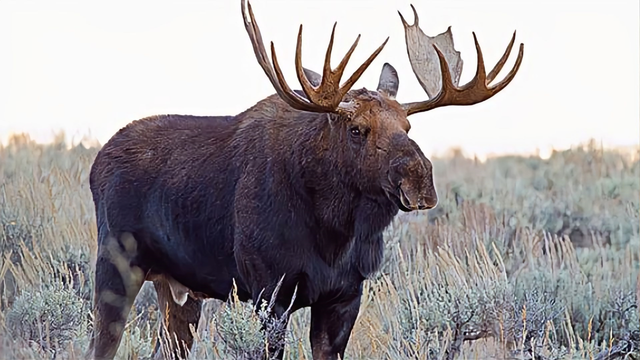 驼鹿交配完就扔器官,在国外泛滥成灾,到了国内就成了保护动物