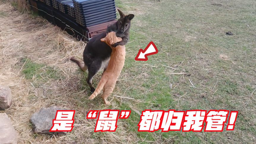 橘猫误把袋鼠认成耗子,冲过去就要锁喉,是鼠都归我管!