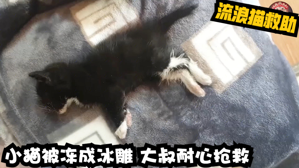 小猫被冻成冰雕,大叔耐心抢救!流浪猫救助