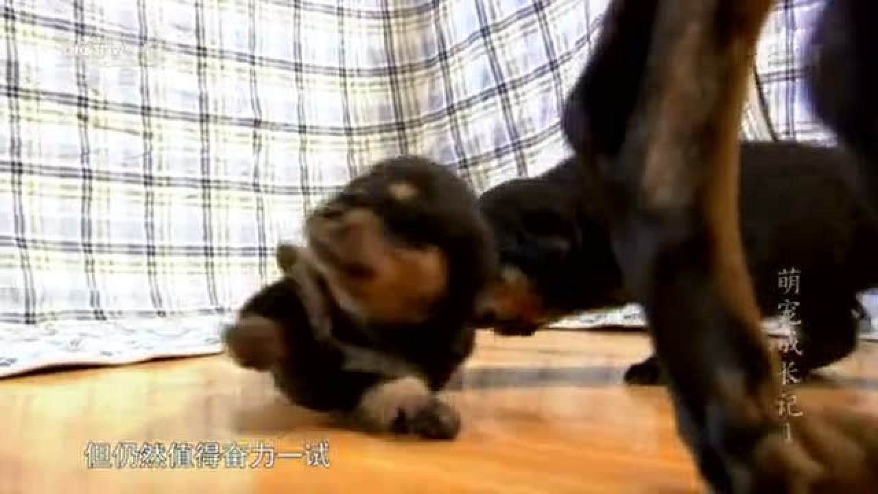 【央视配音】萌宠成长记第一季【720P】_高清