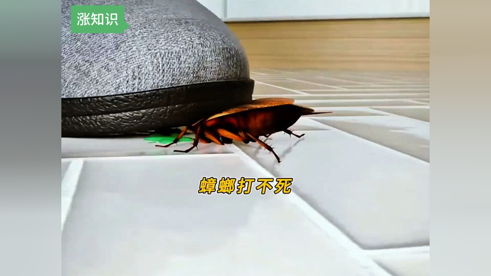 蟑螂为什么又叫打不死的小强呢?因为它确实很难打死.