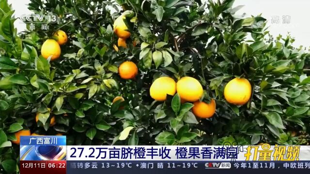 广西富川27.2万亩脐橙丰收,橙果香满园