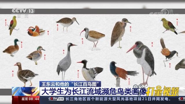 栩栩如生!小伙用传统工笔画,绘出“长江百鸟图”