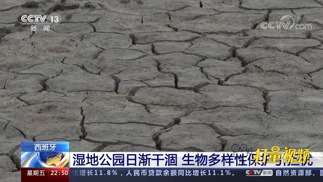 西班牙湿地公园日渐干涸,生物多样性保护引担忧