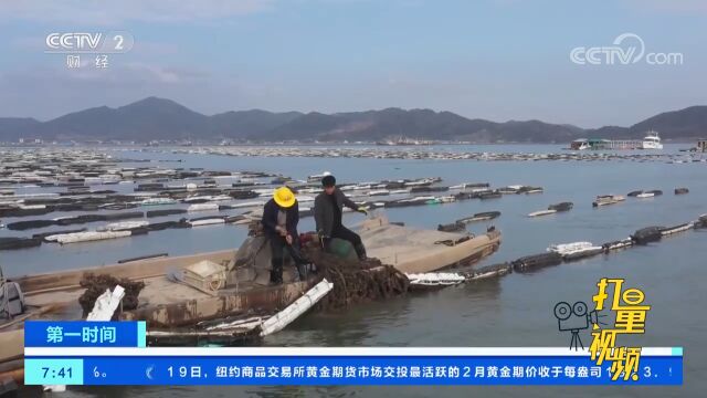 浙江:“海味”纷纷上市,年夜饭鲜味十足