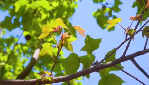 视频发布测测测