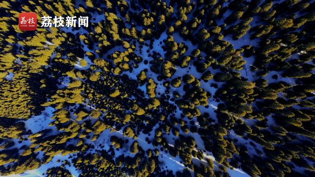 苍翠挺拔!科桑溶洞国家森林公园仿佛一幅白雪针松图