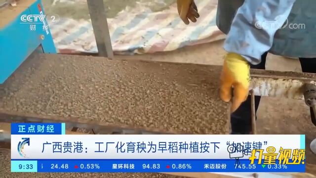 广西贵港:工厂化育秧为早稻种植按下“加速键”