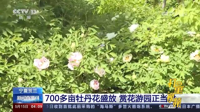 贺兰:700多亩牡丹花盛放,当地推出多种活动,丰富游客体验效果