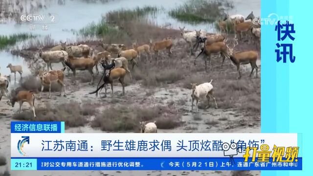 江苏南通:野生雄鹿头顶炫酷“角饰”,只为吸引雌鹿青睐