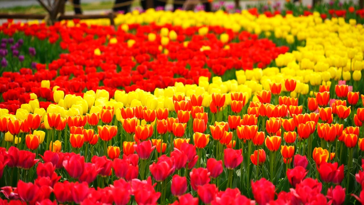 国家植物园郁金香盛开 彩色花带好似油画