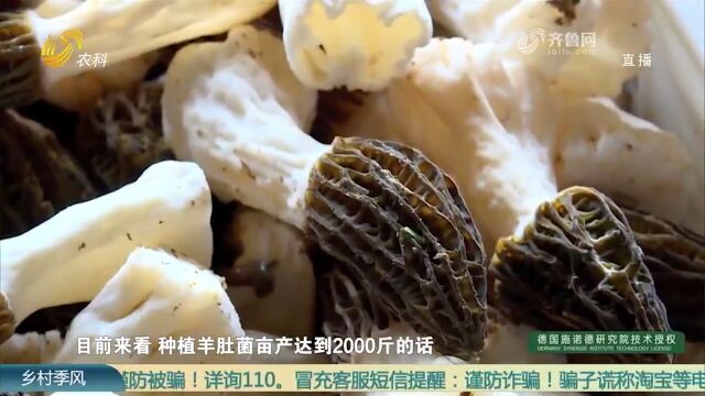 市场容量大、前景好!济南食用菌产业“抱团”发展