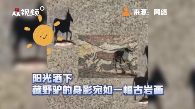 无人机拍下藏野驴在草原漫步,身影宛若一幅幅古岩画