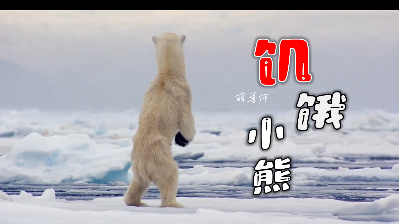 饥饿的北极熊捕猎失败,直接瘦脱相了|纪录片