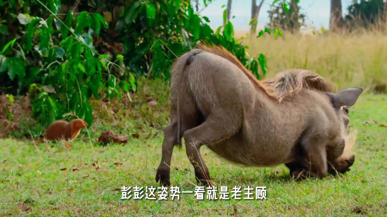 彭彭与丁丁相亲相爱,狮子王果然诚不欺我