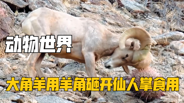 大角羊苦寻食物未果,用羊角砸开仙人掌享用|纪录片