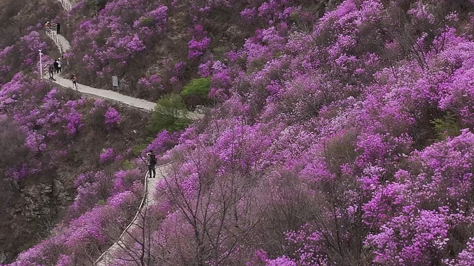 大黑山杜鹃花海季盛大启幕