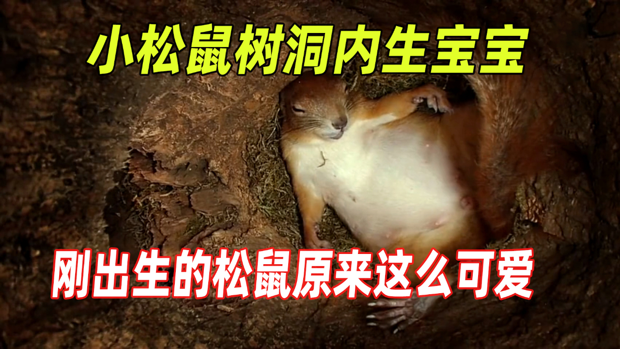松鼠妈妈在树洞内产下四只宝宝,太可爱了