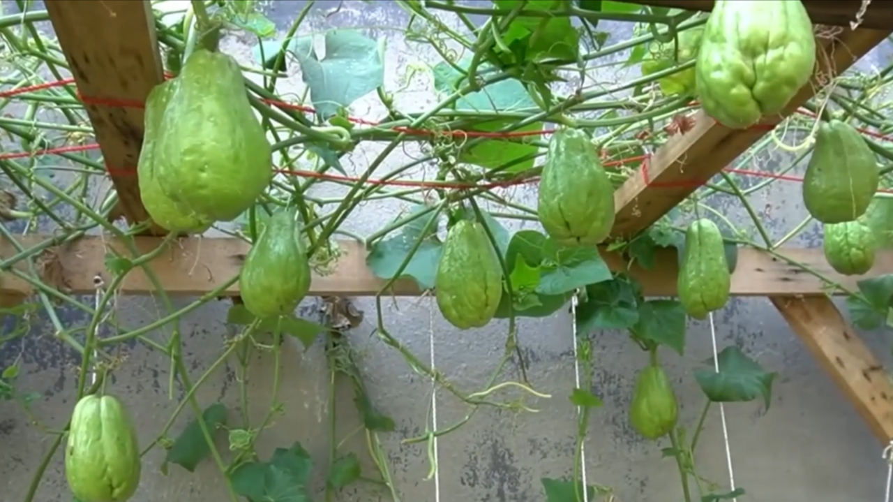 耗时80天,佛手瓜种植全过程_腾讯新闻