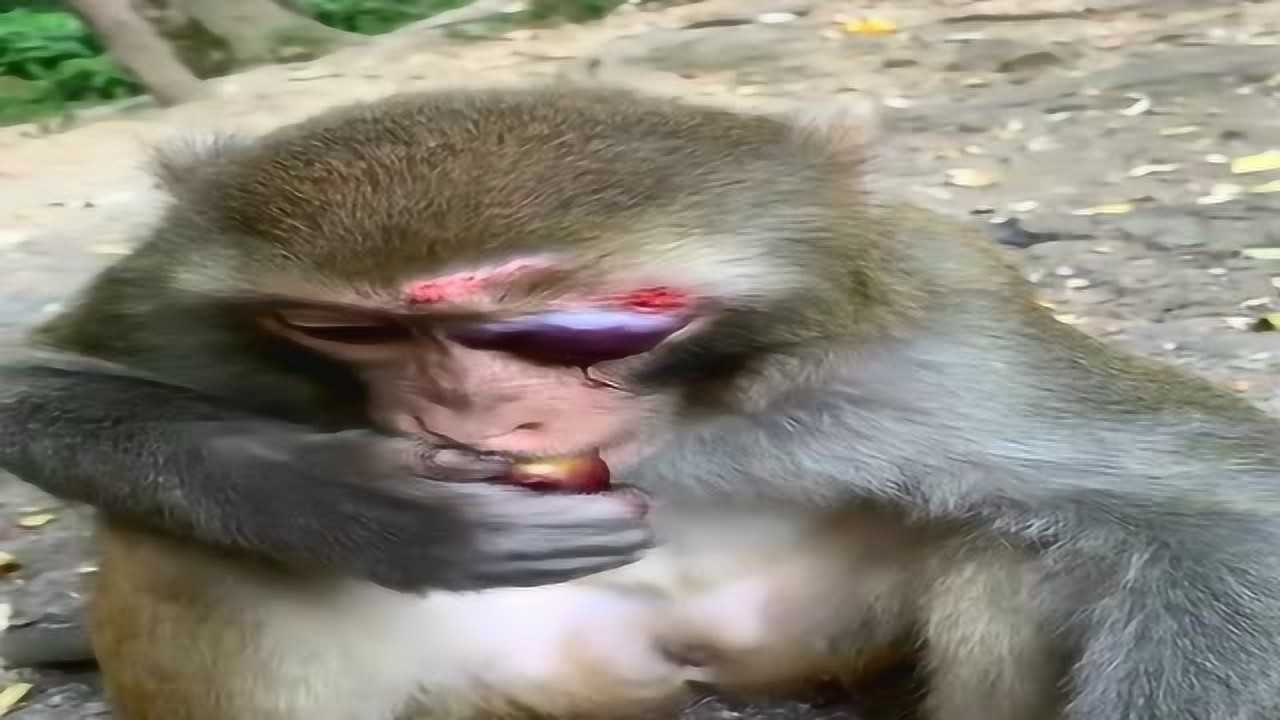 这只猴子太难了被同伴欺负成这样心里莫名酸酸的