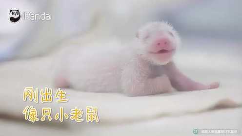 大熊猫萌萌的都喜欢，跟我一起来看看刚出生的熊猫宝宝吧
