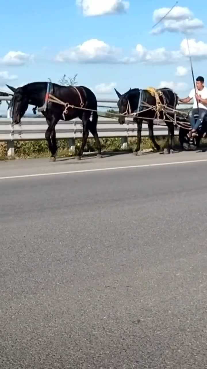 骡驹子,驹子_文秘苑图库