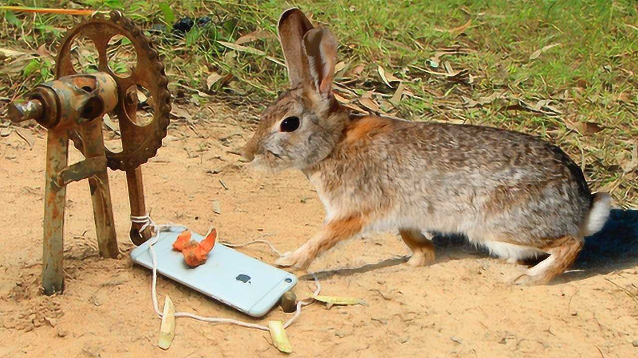 男子野外用苹果手机捕兔子,兔子靠近瞬间被抓,镜头都没拍到