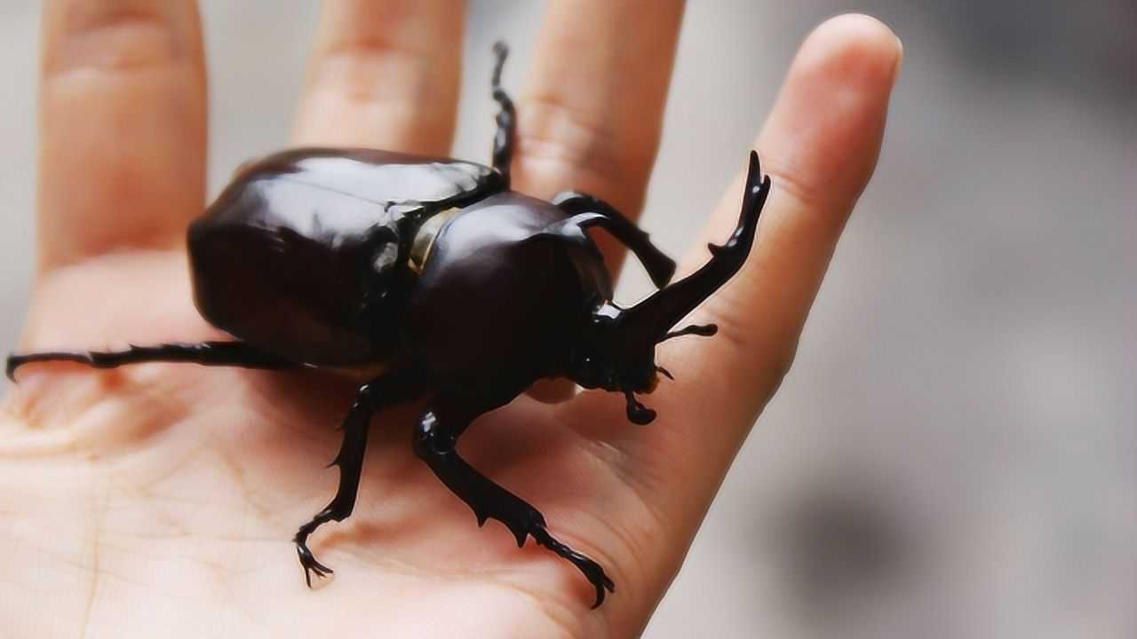 风靡富豪圈的"斗天牛",一只虫58万,网友:乡下到处都是