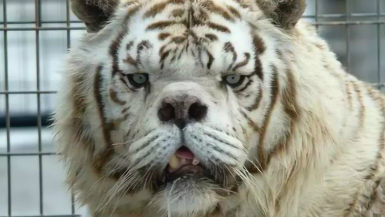 世界上最丑的老虎,曾不断撞墙导致面部变形,网友:谁那么狠心!