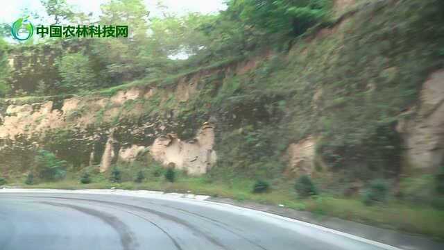 国庆自驾甘肃泾川一条县道,经过舒适的山路,下山就是长庆桥