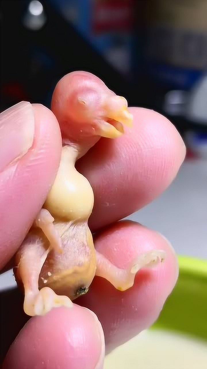 科普一下,虎皮鹦鹉刚出生时身上几乎没有毛眼睛,一个星期左右睁开!