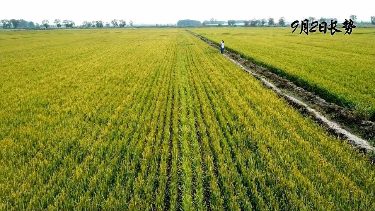 非凡农业水稻旱播全过程