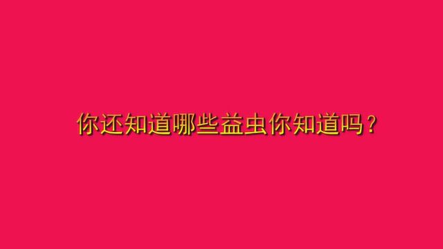 你还知道哪些益虫你知道吗?