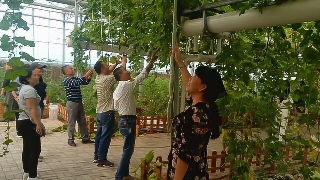 江西生物科技学院到弋阳家庭农场联合会,调研学习,没看过这些菜