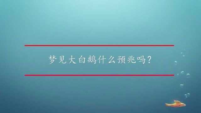 梦见大白鹅什么预兆吗?