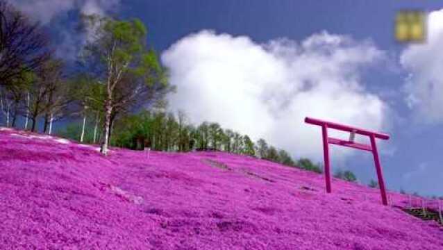 日本北海道东藻琴芝樱公园,看这美丽樱花色的世界