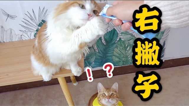 猫咪惯用爪的奥秘,一只爪子能辨别猫咪的性别?