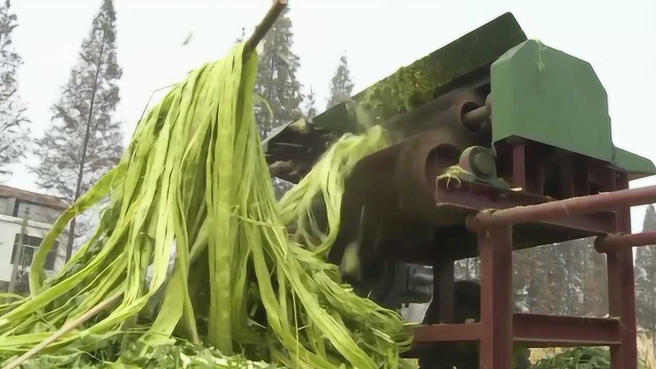 工人凌晨2点就起来剥麻,大叔发狠自制剥麻机,效率比工人高10倍