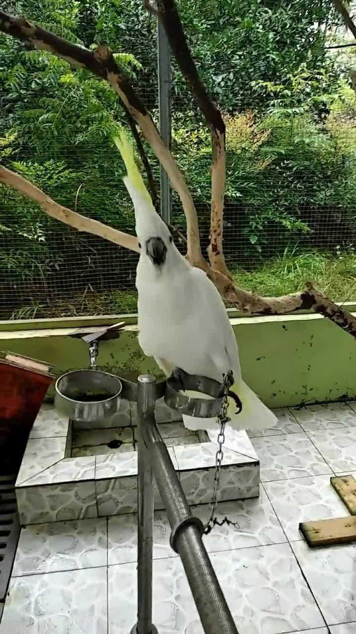 凤头鹦鹉,国家一级保护动物