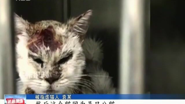 网曝南京某高校学生虐猫 校方:公安已介入调查