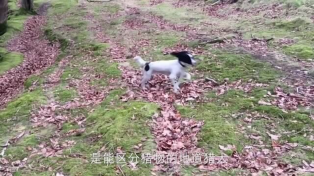 关于你不知道的英国史宾格犬的那些事