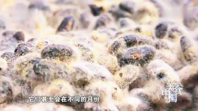 浏阳豆豉:一种美食调味食材,豆豉的制作秘诀是什么?