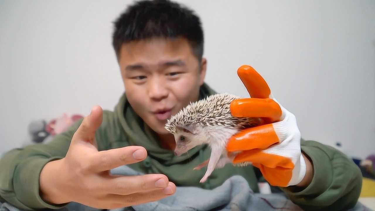 我买了一只"非洲刺猬",但是却被我放烤箱烤了半小时,怎么了?