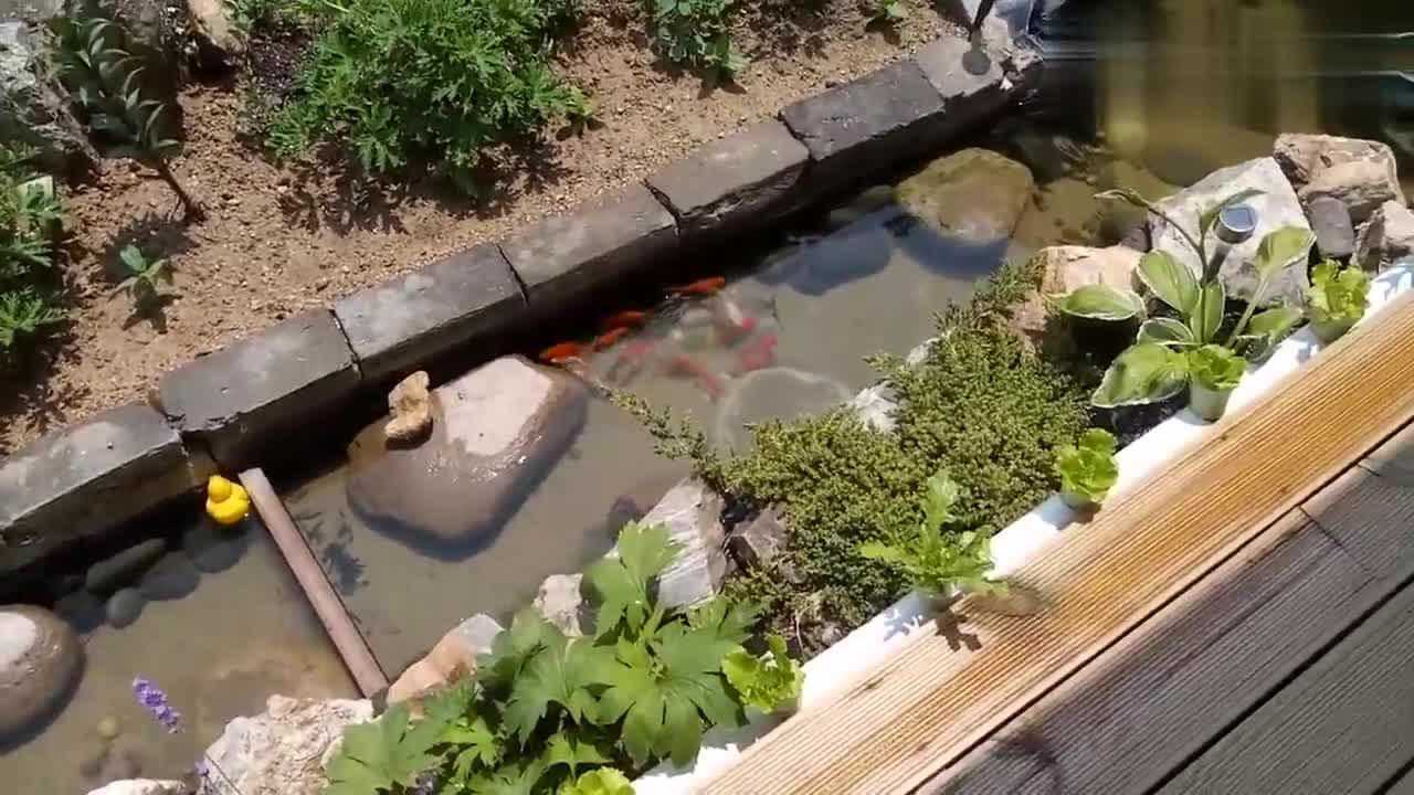 农村大叔自建迷你鱼池,没有富丽堂皇只有清新自然!
