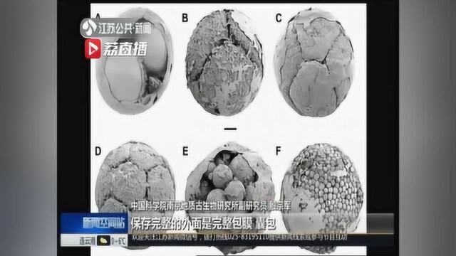 先有鸡还是先有蛋?六亿年前的龙脊球化石揭示动物起源之迷