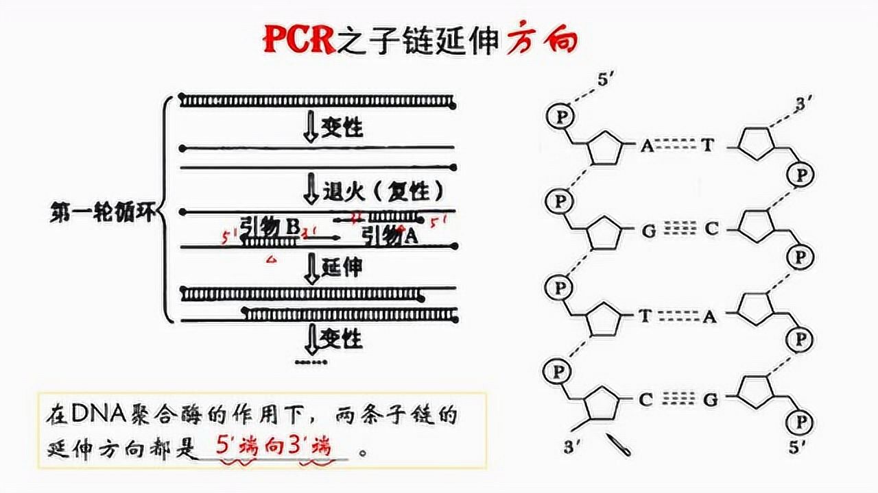 高中生物微课pcr之子链延伸方向