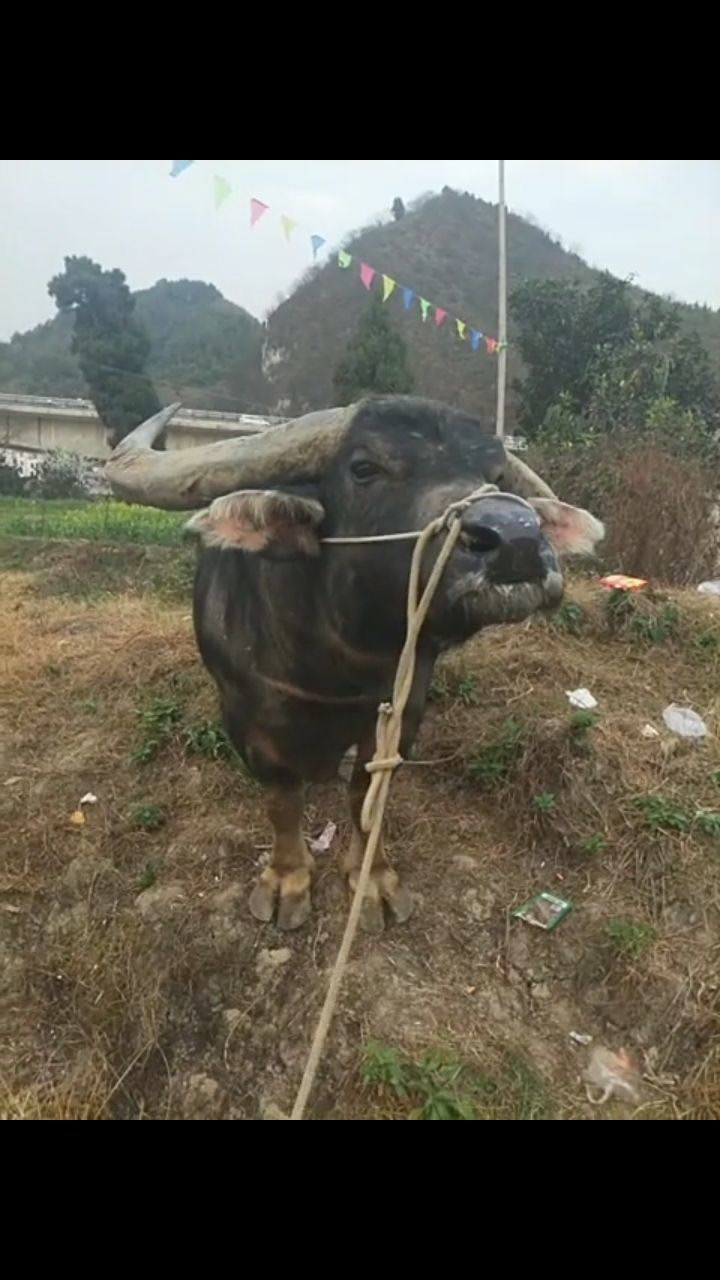 你上来啊!你下来啊!_高清1080P在线观看平台_腾讯视频